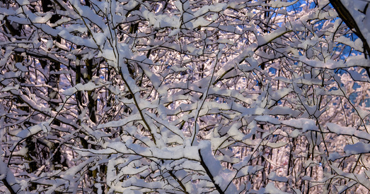 У Расіі з-за непагадзі загінула значная частка ўраджаю. Ці чакаць голаду?