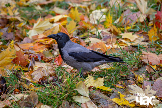 3/4 _belarus_paety_famin_2023_fota_novy_czas__3__logo.jpg