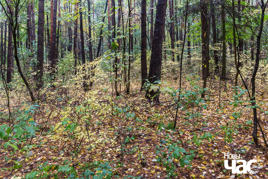 4/4 _belarus_paety_famin_2023_fota_novy_czas__4__logo.jpg