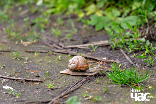 1/6 _belarus_paulinava_sjadziba_bohvicy_park_2024_foto_novy_czas.jpg