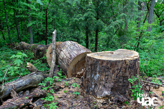 2/6 _belarus_paulinava_sjadziba_bohvicy_park_2024_foto_novy_czas__1_.jpg