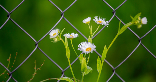 Мажэйка: Цяпер улада не прымае любыя альтэрнатыўныя меркаванні