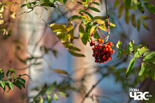 3/6 _belarus_staloviczy_kascjol_serca_ezusa_2024_fota_novy_czas__3_.jpg