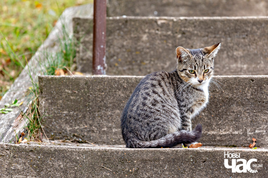 3/3 _belarus_szemetava_naziralniki_2024_fota_novy_czas__2_.jpg
