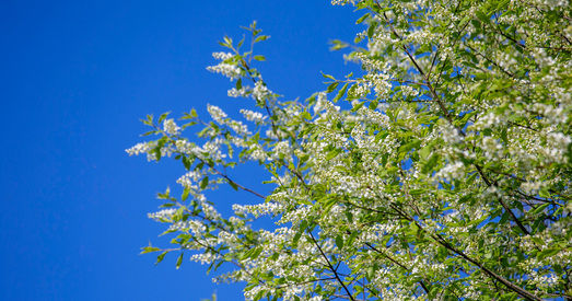 Вясна ў Беларусі — фота