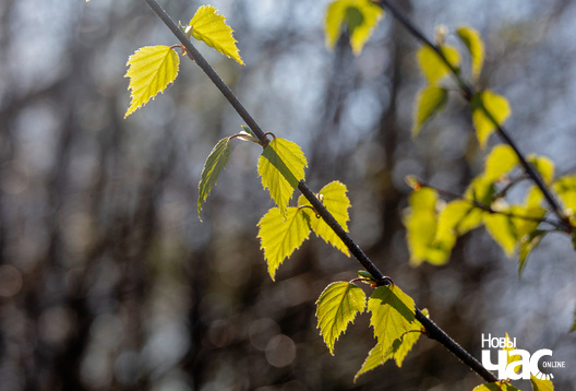 1/8 _belarus_vjasna_pryroda_abudzenne_2023_fota_novy_czas__15__logo.jpg