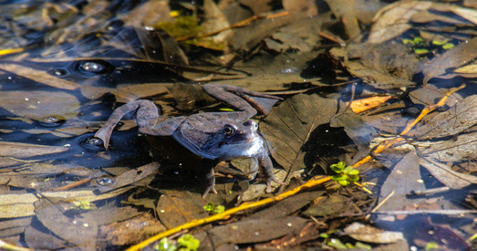 Няма ніякіх прычын, каб пагрозы беларускай улады ядзернай зброяй спалохалі свет