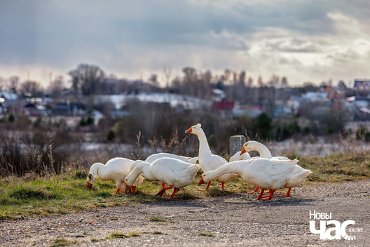 2/6 _belarus_vjoska_vjasna_husi_veczar_2025_fota_novy_czas__2_.jpg