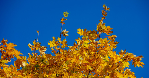 Асенняя Беларусь у аб'ектыве "НЧ"
