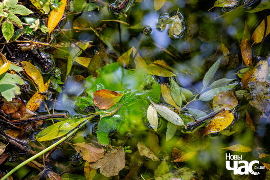 2/9 _belarus_vosen_nadvor_e_2022_szpacyry_fota_dzmitryeu_dzmitryj_novy_czas__4__logo.jpg