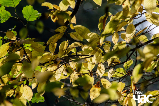 9/9 _belarus_vosen_nadvor_e_2022_szpacyry_fota_dzmitryeu_dzmitryj_novy_czas__8__logo.jpg