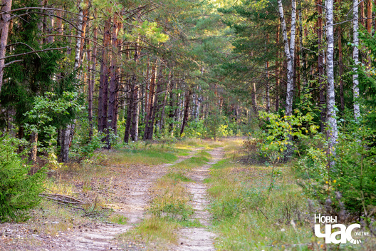 1/6 _belarus_voucza_les_2023_fota_novy_czas__1__logo.jpg