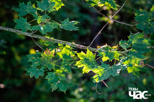 9/10 _belarus_voucza_szpacyr_2023_fota_novy_czas__8__logo.jpg