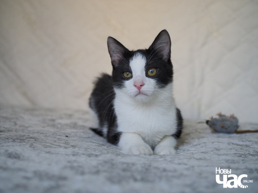 _ca13813_logo.jpg _ca13813_logo.jpg