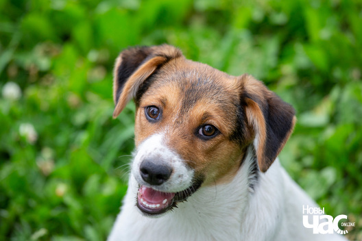 1/8 _dzjatlava___vyratuj_zycce__fota_dzmitryeu_dzmitryj_novy_czas__10__logo.jpg