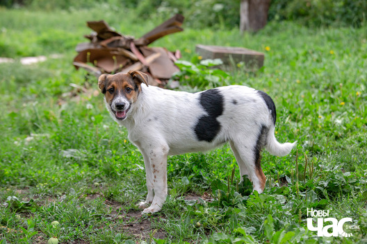 12/12 _dzjatlava___vyratuj_zycce__fota_dzmitryeu_dzmitryj_novy_czas__12__logo.jpg