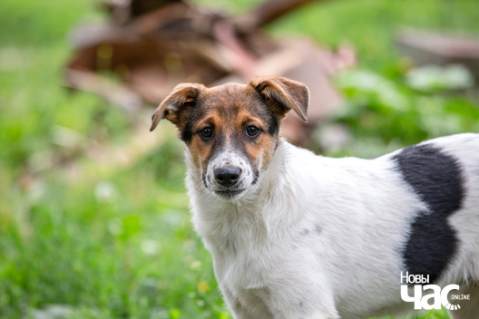 10/12 _dzjatlava___vyratuj_zycce__fota_dzmitryeu_dzmitryj_novy_czas__13__logo.jpg