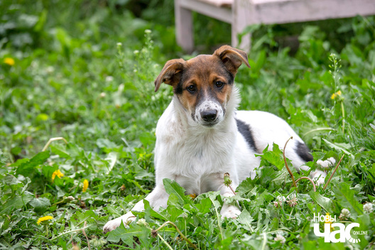 7/12 _dzjatlava___vyratuj_zycce__fota_dzmitryeu_dzmitryj_novy_czas__14__logo.jpg