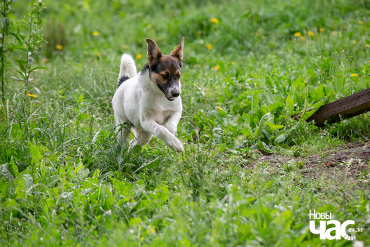 2/12 _dzjatlava___vyratuj_zycce__fota_dzmitryeu_dzmitryj_novy_czas__20__logo.jpg