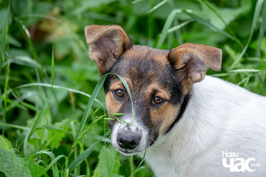 1/12 _dzjatlava___vyratuj_zycce__fota_dzmitryeu_dzmitryj_novy_czas__22__logo.jpg