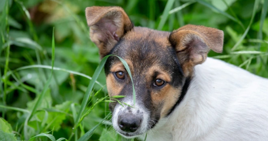 Галоўнае з закона аб адказным абыходжаньні з жывёламі