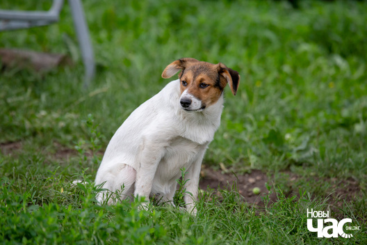 8/8 _dzjatlava___vyratuj_zycce__fota_dzmitryeu_dzmitryj_novy_czas__6__logo.jpg