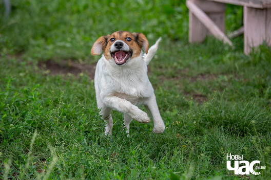 7/8 _dzjatlava___vyratuj_zycce__fota_dzmitryeu_dzmitryj_novy_czas__7__logo.jpg