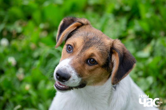 6/8 _dzjatlava___vyratuj_zycce__fota_dzmitryeu_dzmitryj_novy_czas__9__logo.jpg