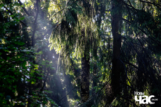 6/7 _harezlivy_pacalunak_kazaczny_les_fota_dzmitryeu_dzmitryj_novy_czas__3__logo.jpg