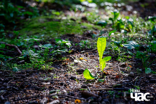 4/7 _harezlivy_pacalunak_kazaczny_les_fota_dzmitryeu_dzmitryj_novy_czas__5__logo.jpg