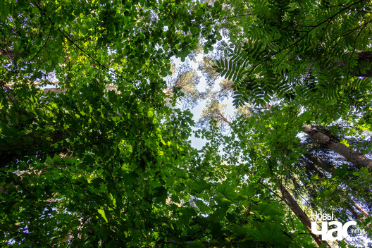 2/7 _harezlivy_pacalunak_kazaczny_les_fota_dzmitryeu_dzmitryj_novy_czas_logo.jpg