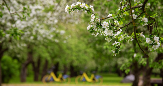 Яблыневы сад — белая прыгажосць адыходзячай вясны (фота)