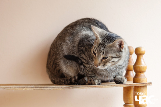 _mg_8688_logo.jpg _mg_8688_logo.jpg