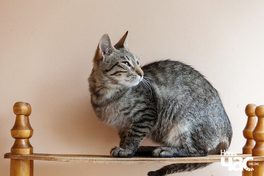 _mg_8799_logo.jpg _mg_8799_logo.jpg