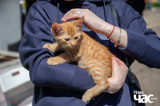 6/11 _pastarnak_fest___minsk__fota_dzmitryeu_dzmitryj_novy_czas__26__logo.jpg