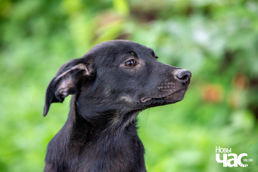 5/9 _sluck___vyratu_zycce__fota_dzmitryeu_dzmitryj_novy_czas__11__logo.jpg