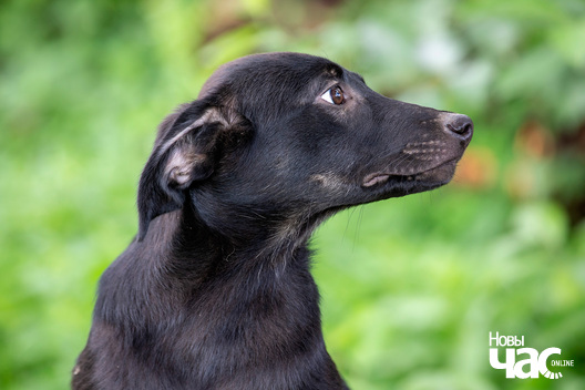 7/9 _sluck___vyratu_zycce__fota_dzmitryeu_dzmitryj_novy_czas__12__logo.jpg