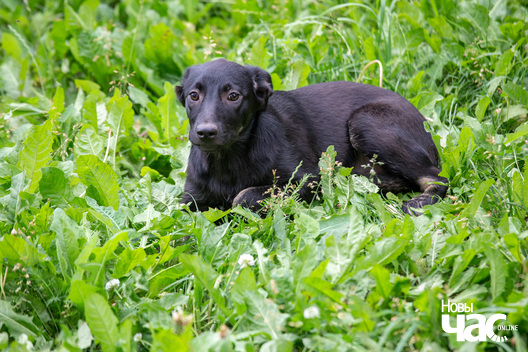 6/9 _sluck___vyratu_zycce__fota_dzmitryeu_dzmitryj_novy_czas__13__logo.jpg