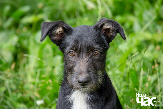 _sluck___vyratu_zycce__fota_dzmitryeu_dzmitryj_novy_czas__1__logo.jpg _sluck___vyratu_zycce__fota_dzmitryeu_dzmitryj_novy_czas__1__logo.jpg