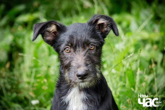 7/9 _sluck___vyratu_zycce__fota_dzmitryeu_dzmitryj_novy_czas__2__logo.jpg