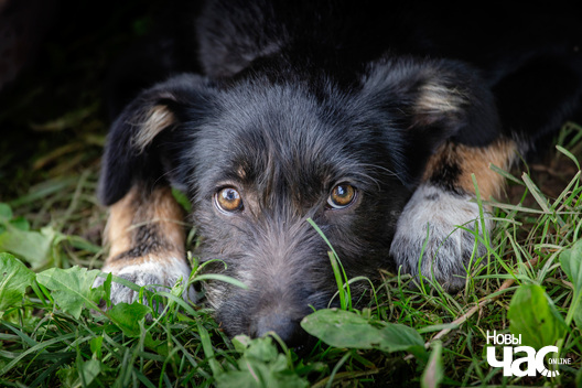 8/9 _sluck___vyratu_zycce__fota_dzmitryeu_dzmitryj_novy_czas__5__logo.jpg