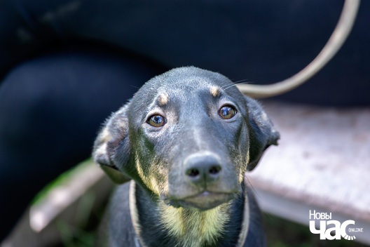 2/9 _sluck___vyratu_zycce__fota_dzmitryeu_dzmitryj_novy_czas__6__logo.jpg