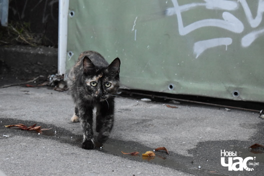 10/10 aaa_1561_logo.jpg