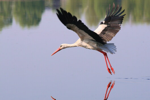 aist_belyj_kozlovskij_003.jpg aist_belyj_kozlovskij_003.jpg