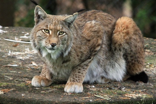 animal_188266_1280.jpg animal_188266_1280.jpg