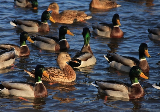 bk_info_146001_orig_1551695624.jpg bk_info_146001_orig_1551695624.jpg