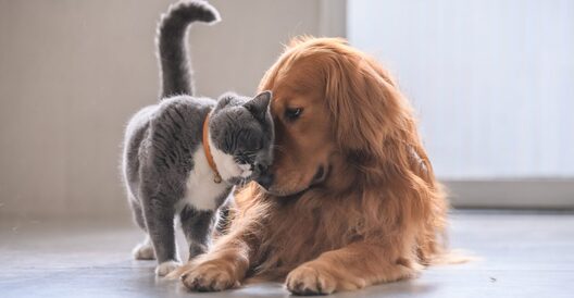 cat_vs_dog_international_cat_day_1300x675.jpg cat_vs_dog_international_cat_day_1300x675.jpg