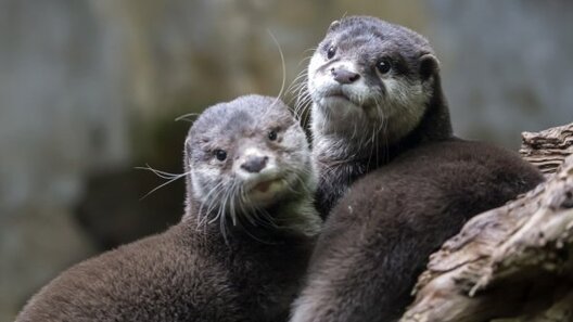 depositphotos_107650530_stock_photo_cute_brown_otters.jpg depositphotos_107650530_stock_photo_cute_brown_otters.jpg