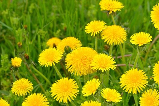 depositphotos_24331157_stock_photo_dandelions.jpg depositphotos_24331157_stock_photo_dandelions.jpg