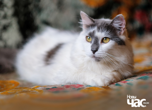 dscf4707_2_1_logo.jpg dscf4707_2_1_logo.jpg